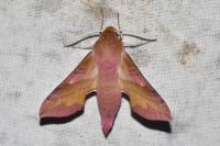Deilephila porcellus