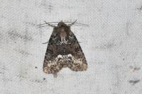 Oligia