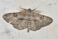 Peribatodes rhomboidaria rhomboidaria
