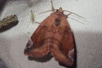 Cosmia pyralina