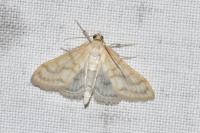 Paracorsia repandalis