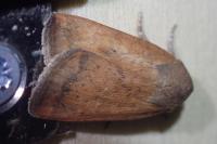 Noctua interjecta
