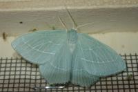 Hemistola chrysoprasaria