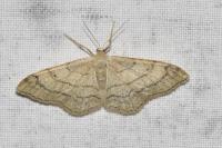 Idaea aversata