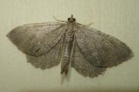 Philereme vetulata