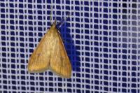Udea ferrugalis