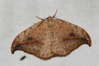 Drepana falcataria