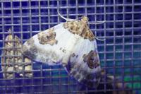 Plemyria rubiginata