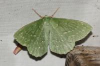 Geometra papilionaria
