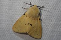 Spilarctia lutea