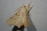 Ennomos erosaria
