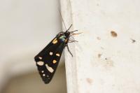 Callimorpha dominula