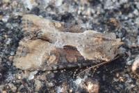Lateroligia ophiogramma