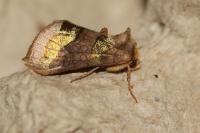 Diachrysia chrysitis