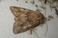 Conisania luteago olbiena