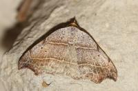 Laspeyria flexula