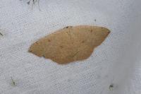 Cyclophora puppillaria