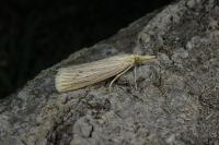 Ematheudes punctella