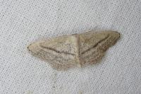 Idaea mediaria