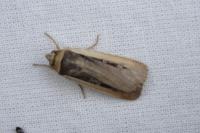 Ochropleura leucogaster