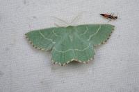 Thalera fimbrialis