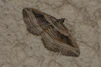 Costaconvexa polygrammata