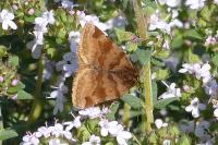 Euclidia glyphica