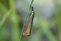 Chrysoteuchia culmella
