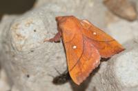 Odonestis pruni