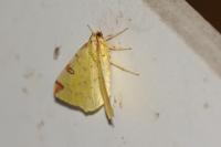 Opisthograptis luteolata