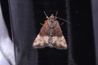 Mesoligia furuncula