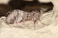Drymonia querna