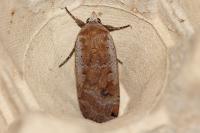 Noctua pronuba