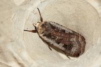 Noctua pronuba