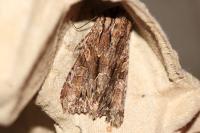 Apamea monoglypha monoglypha