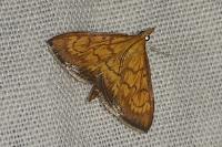 Ecpyrrhorrhoe rubiginalis