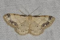 Idaea trigeminata