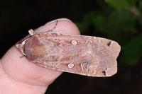 Noctua pronuba