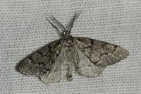 Tephronia sepiaria