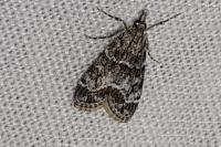 Eudonia mercurella