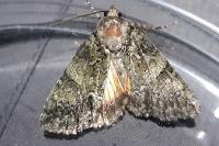 Polyphaenis sericata