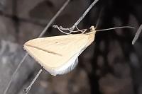 Rhodometra sacraria