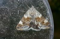 Acontia lucida