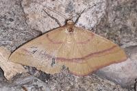 Rhodostrophia calabra