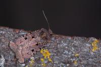 Chersotis rectangula