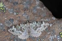 Colostygia laetaria