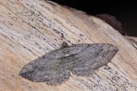 Horisme aemulata