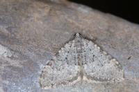 Nebula nebulata