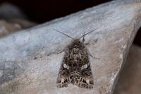 Anarta odontites