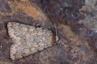 Dichagyris renigera renigera